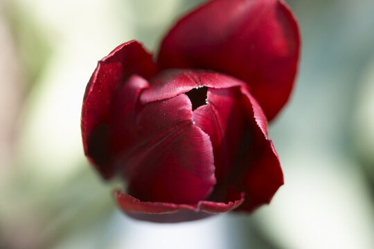 Close-Up of Dark Red Tulip