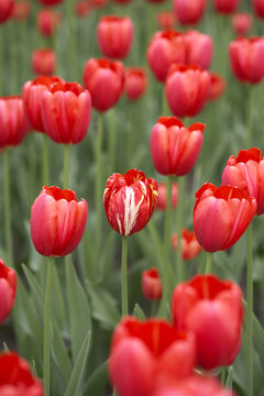 Red Tulips, Ottawa, Ontario, Canada