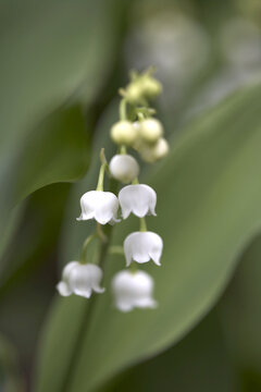 Lily of the Valley, Ottawa, Ontario, Canada