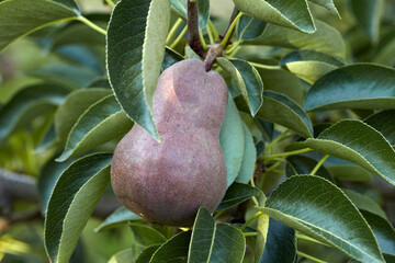 Red Anjou Pear, Cawston, Similkameen Country, British Columbia, Canada