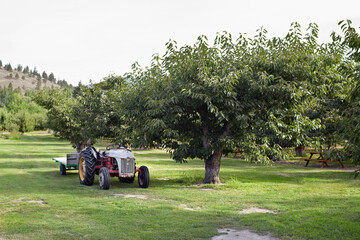 Tractor in Orchard, Interior Plateau, Cawston, Similkameen Country, British Columbia, Canada
