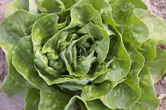 Boston Lettuce, Fenwick, Ontario, Canada