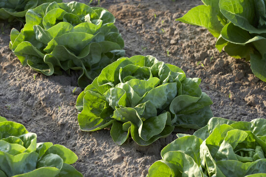 Boston Lettuce, Fenwick, Ontario, Canada