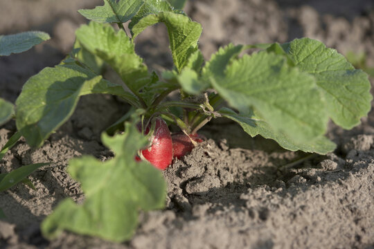 Radish, Fenwick, Ontario, Canada