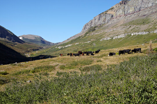 Herd of Cattle surrounded by Mountains, Pincher Creek, Alberta, Canada