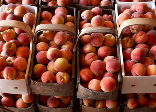 Fresh Harvested Peaches in Baskets, Hipple Farms, Beamsville, Ontario, Canada