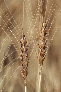 Close-up of Wheat Stalk Heads, Pincher Creek, Alberta, Canada