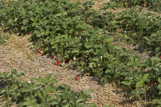 Rows of Strawberry Plants, DeVries Farm, Fenwick, Ontario, Canada