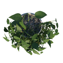 Top view of Plant (Potted Creeper Plant 2) Tree png