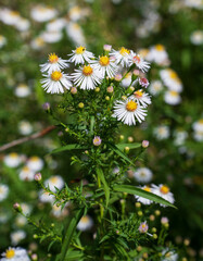 White and yellow flowers of Symphyotrichum lanceolatum plant with dark green blurred background.