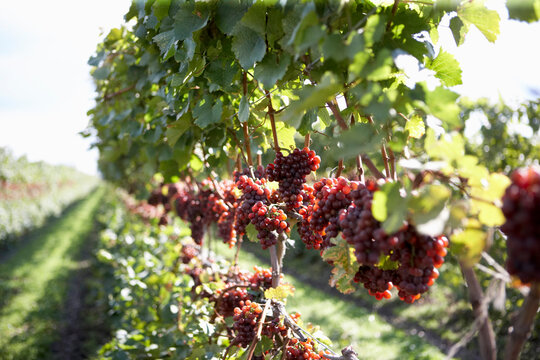 Close-up of Wine Grapes
