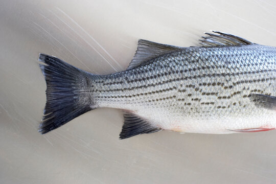 Sea Bass