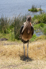 A Marabou Stork next to a Natural Pond