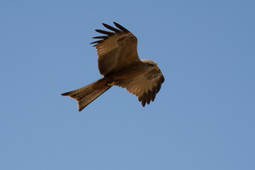A Black Kite at Flight