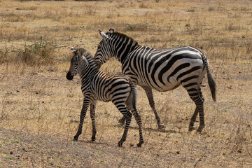 Obraz na płótnie Canvas A Zebra Mother and Foal