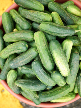 Cucumbers at St Jacobs Farmers' Market, St Jacobs, Ontario, Canada