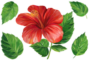 Fototapeta na wymiar Hibiscus red flower, green leaves, painted with acrylic on canvas, flora illustration isolated white background