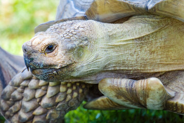 Obraz premium A close up of the head of an African Spurred Tortoise.