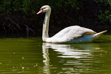 A mute swan swims in a barnyard pond.