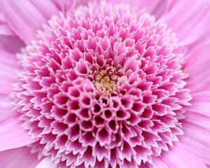 Close up of Pink Flower