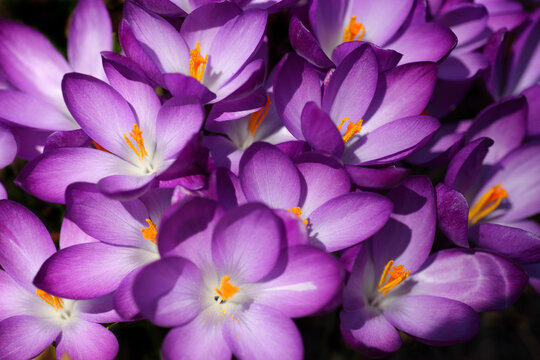 Close-up of Crocus Flowers