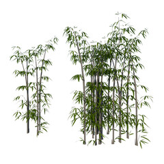 Front view of Plant (Bamboo 2) Tree png