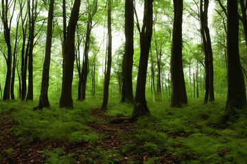 Obraz premium green forest in the morning , Generative ai