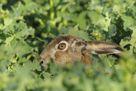 European Brown Hare, Hesse, Germany