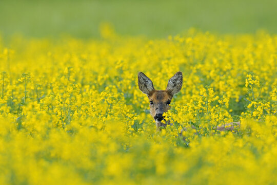 European Roe Deer in Canola Field, Hesse, Germany