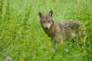 Timber Wolf, Germany