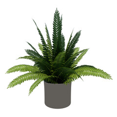 Front view of Plant (Potted Fern 1) Tree png