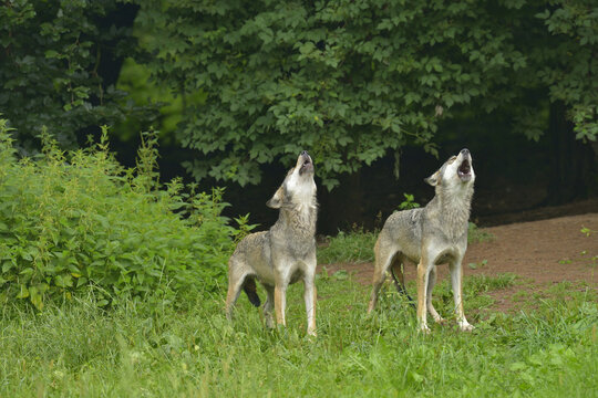 Timber Wolves, Germany