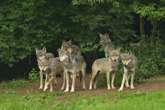 Pack of Timber Wolves, Germany