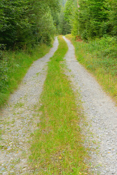 Path through Forest, Odenwald, Hesse, Germany