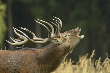 Red Deer During Rutting Season, Saxony, Germany