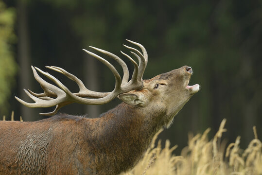 Red Deer During Rutting Season, Saxony, Germany