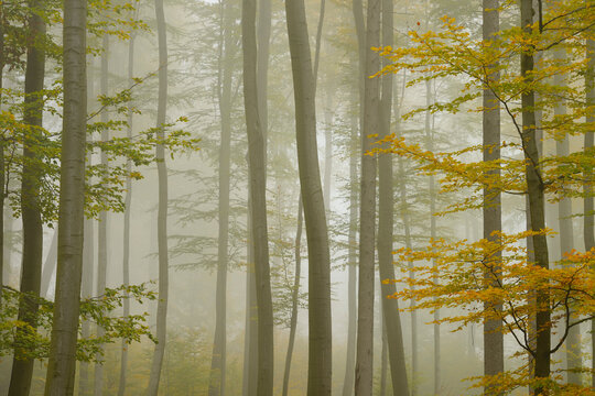 Beech Forest in Morning Mist in Autumn, Spessart, Bavaria, Germany