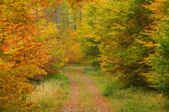 Path through Beech Forest in Autumn, Spessart, Bavaria, Germany