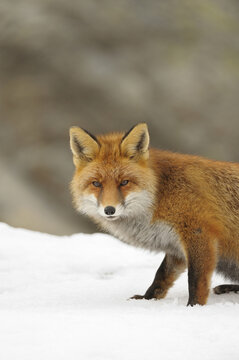 Portrait of Red Fox (Vulpes vulpes) in Winter, Gran Paradiso National Park, Graian Alps, Italy