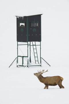 Male Red Deer (Cervus elaphus) in Winter, Hunting Blind in Background, Bavaria, Germany
