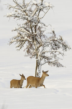Red Deer (Cervus elaphus) Mother with Young in Winter, Bavaria, Germany