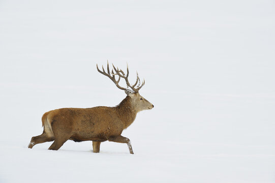 Male Red Deer (Cervus elaphus) Walking in Snow in Winter, Bavaria, Germany