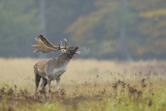 Roaring Male Fallow Deer (Cervus dama) in Rutting Season, Hesse, Germany