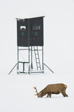 Red Deer (Cervus elaphus) Foraging in Snow in Winter, Hunting Blind in Background, Bavaria, Germany