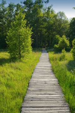 Boardwalk through Black Moor, UNESCO Biosphere Reserve, Rhon Mountains, Bavaria, Germany