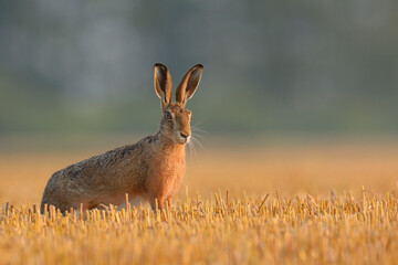 European Brown Hare (Lepus europaeus) in Field in Summer, Hesse, Germany