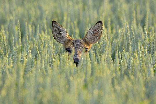 Portrait of Roe Deer (Capreolus capreolus) Doe in Grain Field, Hesse, Germany