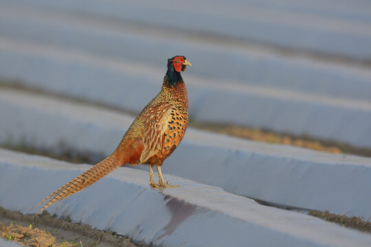 Pheasant (Phasianus colchicus) on Field with Plastic Foil in Summer, Hesse, Germany