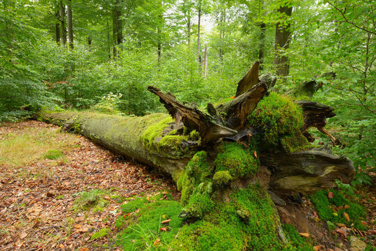 Old Mossy Fallen Tree Trunk in Beech Forest (Fagus sylvatica), Spessart, Bavaria, Germany