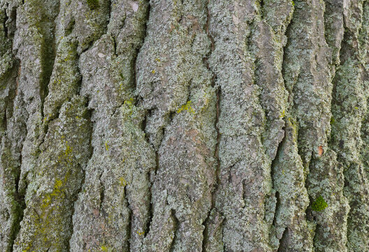 Close-up of Poplar Tree Bark, Hesse, Germany